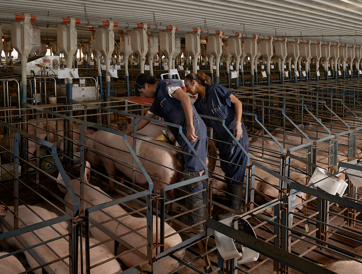 Sows being stimulated and a boar in a remote-controlled cage (on the left side of the image), employed for his saliva pheromones.