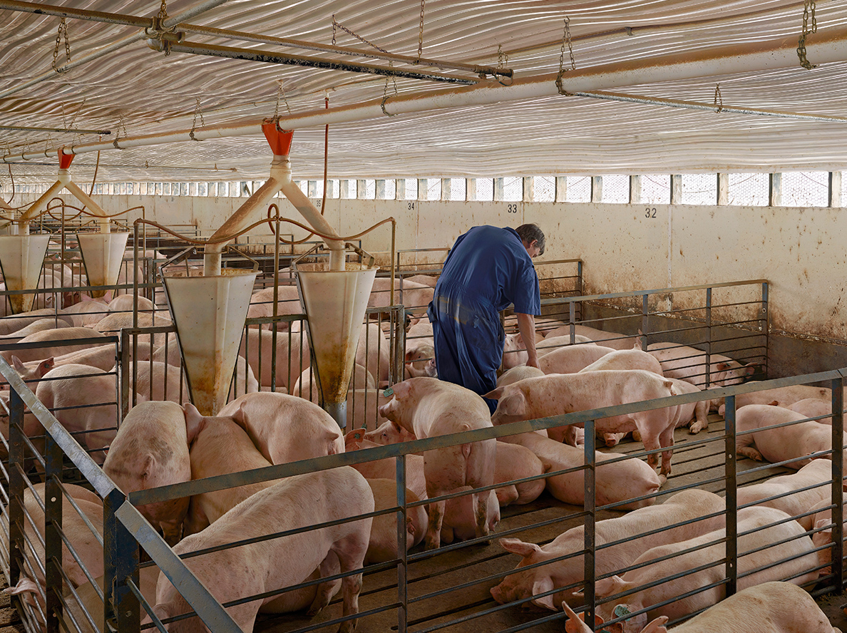 A man inspecting the conditions of hogs at around four months of age.