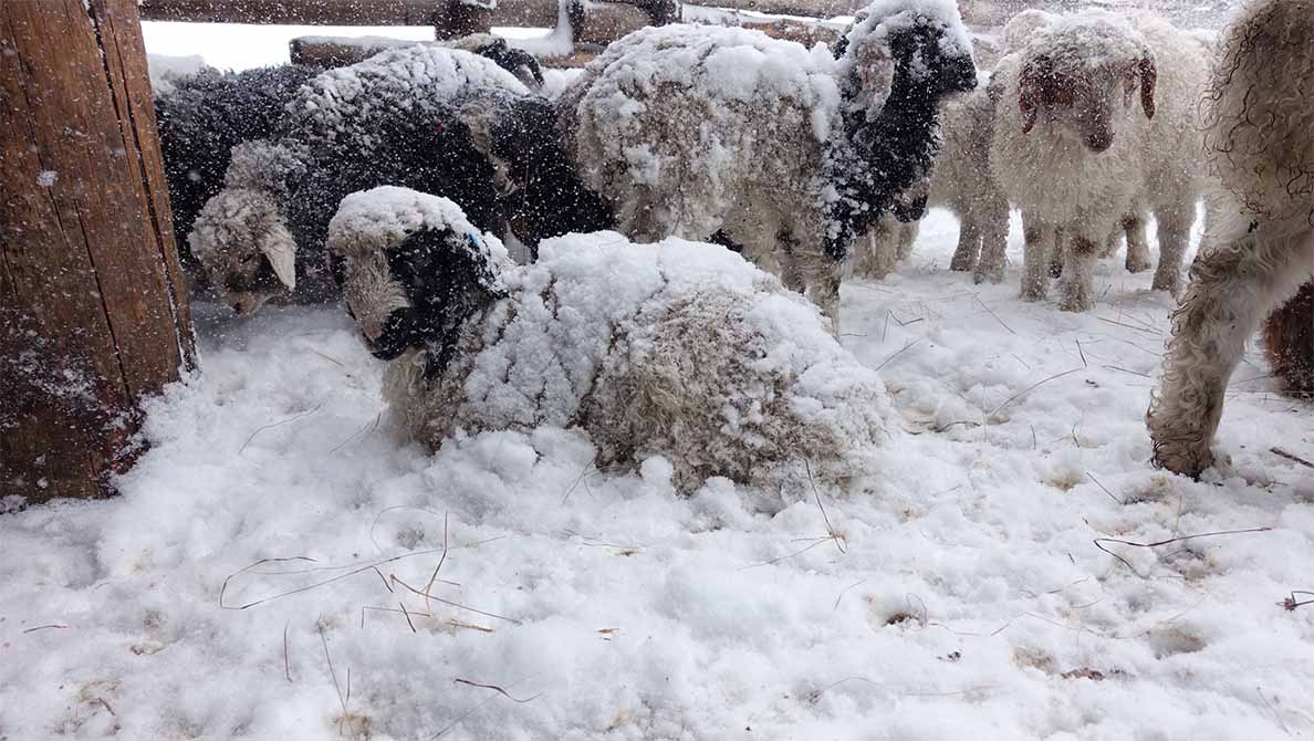 Lambs sheltering together during a spring snowstorm, Mongolia.
