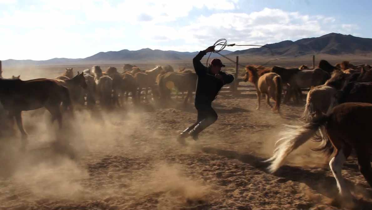 Young herder throwing a lasso to capture a horse for blood-letting, Mongolia.