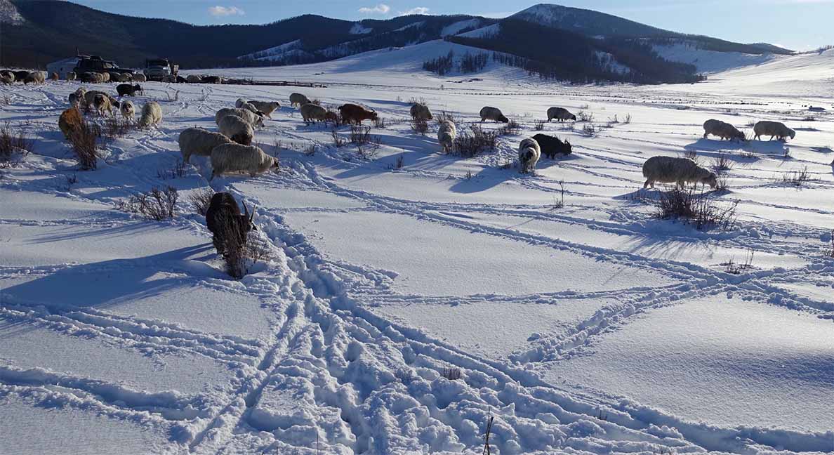 Sheep and goat trails in fresh snow near the herding encampment, Mongolia.