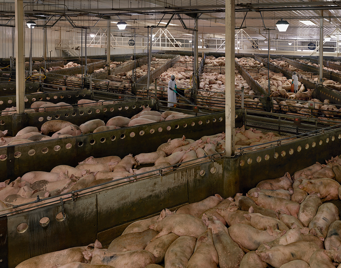 Thousands of hogs rest after transport at the packing house.